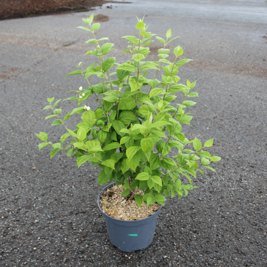 Seringat 'Snowflake'