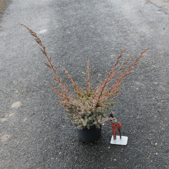 Genévrier de chine 'Blue alps'