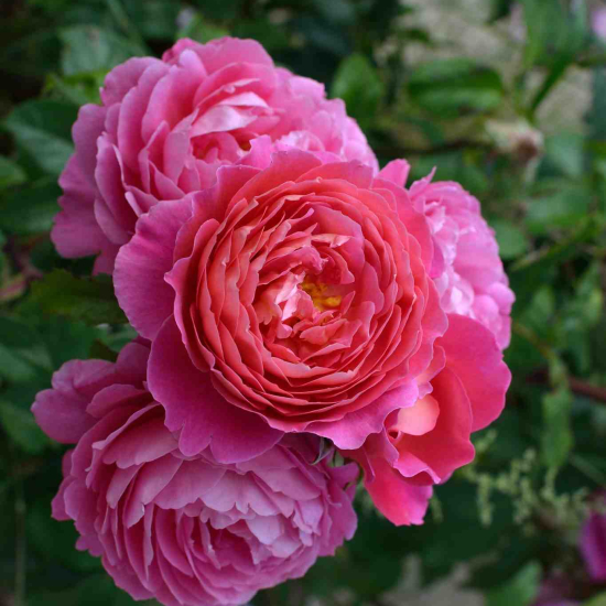 Rosier 'Folle courtisane '