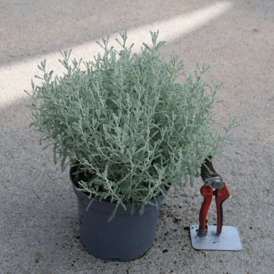 Santolina chamaecyparissus