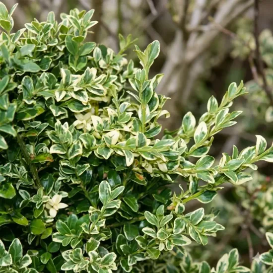 Buis commun 'Elegantissima' (Buxus sempervirens) — feuillage dense panaché vert et crème, photo 2