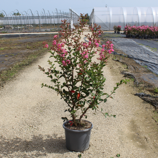 Lilas des indes 'Jacqueline desmartis'