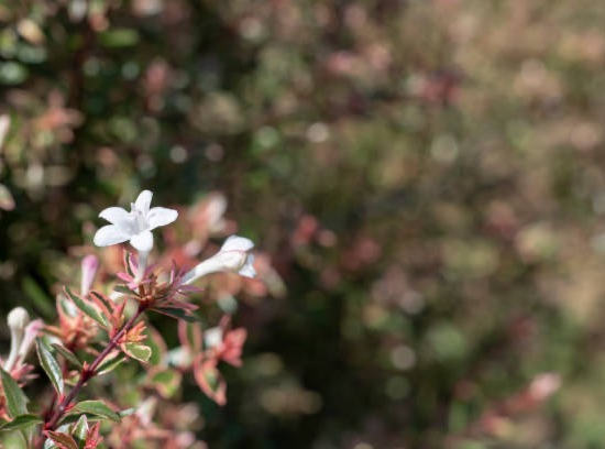 Abelia à grandes fleurs Hopleys