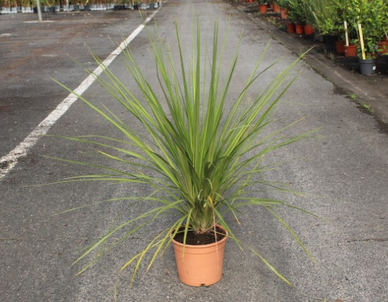 Cordyline indivisa