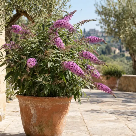 Arbre aux papillons rose 'Flutterby pink' (Buddleia davidii) — arbuste fleuri en pot sur terrasse ensoleillée