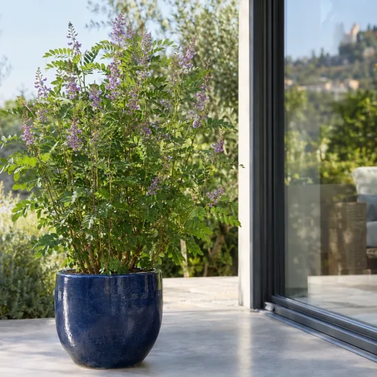 Réglisse glabre (Glycyrrhiza glabra) — grand plant buissonnant fleuri dans un pot bleu · Photo d'illustration