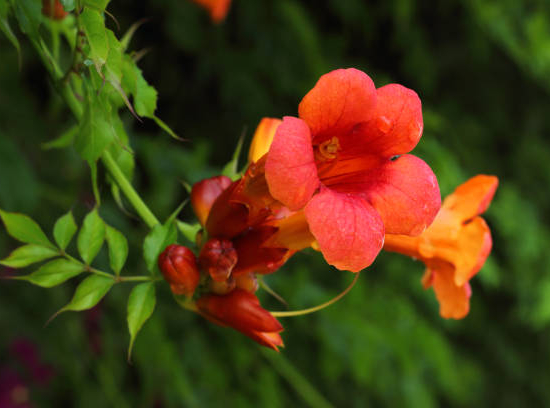 Bignone 'Fire trumpet vine'
