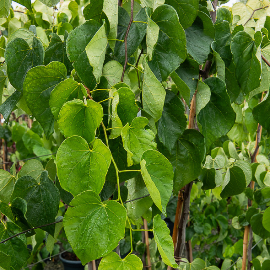 Gainier du canada 'Vanilla twist'