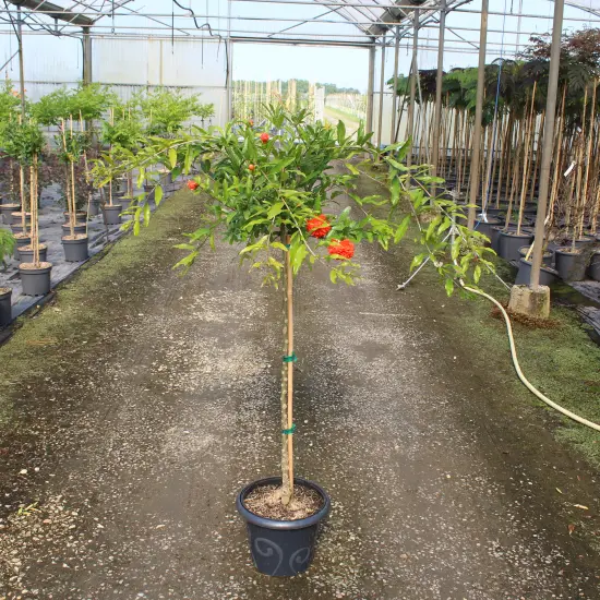 Grenadier à fleurs 'Toyosho' (Punica granatum) — arbuste sur tige en pot, fleurs oranges · Pot 7.5L 1/2 tige