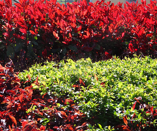Photinia 'Nana'