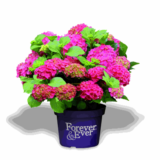 Hortensia 'Forever and ever rouge'