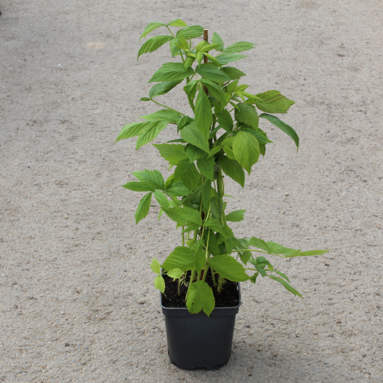 Framboisier 'Heritage'