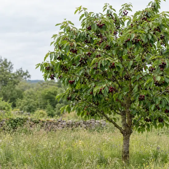 Cerisier 'Stella' (Prunus avium) — arbre isolé couvert de nombreuses cerises mûres