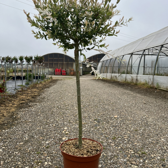 Saule crevette 'Hakuro nishiki'
