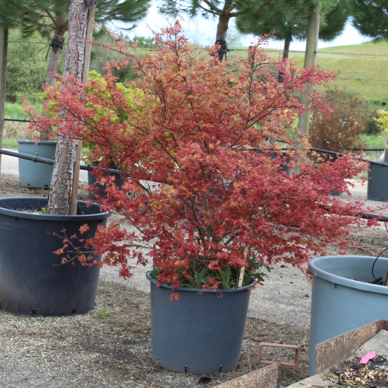 Érable du japon 'Shindeshojo'