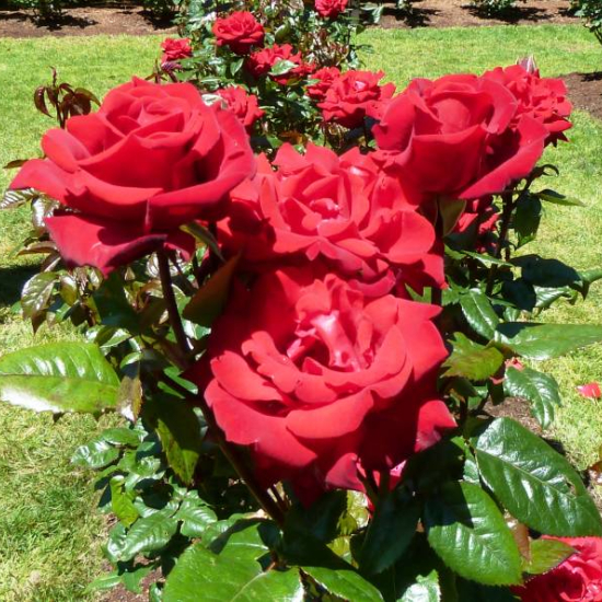 Rosier 'Victor hugo '