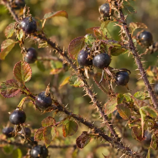 Rosier pimprenelle (Rosa pimpinellifolia) — rameaux épineux avec petits fruits ronds foncés · Photo d'illustration