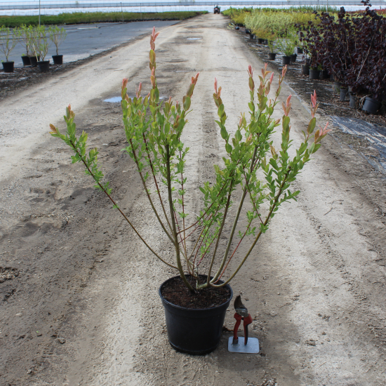Saule crevette 'Hakuro nishiki'