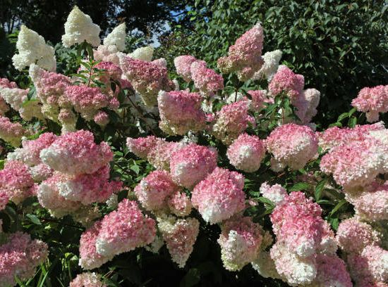 Hortensia paniculé 'Sundae fraise'