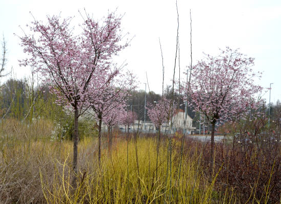 Cerisier à fleurs 'Autumnalis rosea'