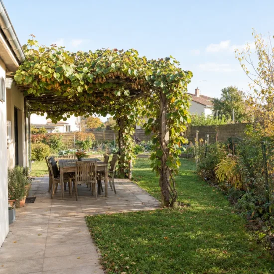 Kiwi 'Herma' (Actinidia deliciosa) — pergola couverte de feuillage au-dessus d’un salon de jardin · Photo d'illustration