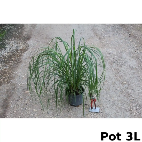 Herbes aux écouvillons 'Red head'
