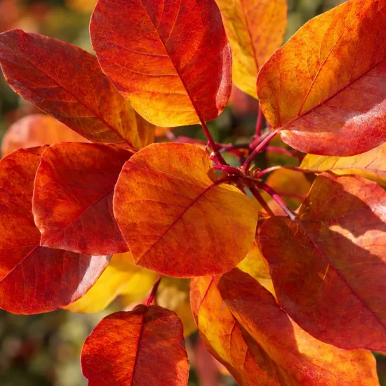 Arbre à perruque 'Flame' (Cotinus coggygria) — gros plan de feuilles rouges et orangées · Photo d'illustration