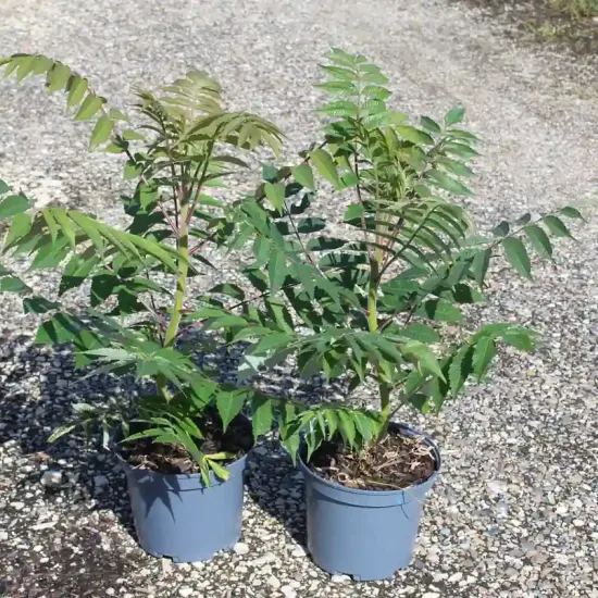 Sumac de virginie (Rhus typhina) — deux jeunes arbustes en pots sur graviers · Pot 5L