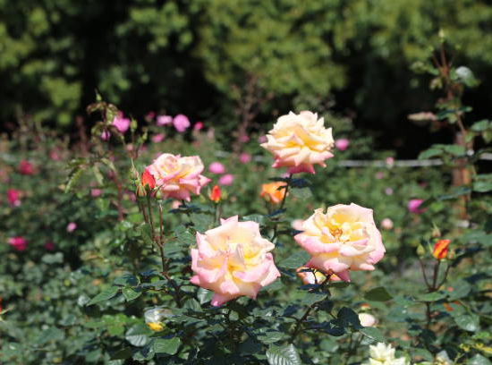 Rosier 'Grand siecle'