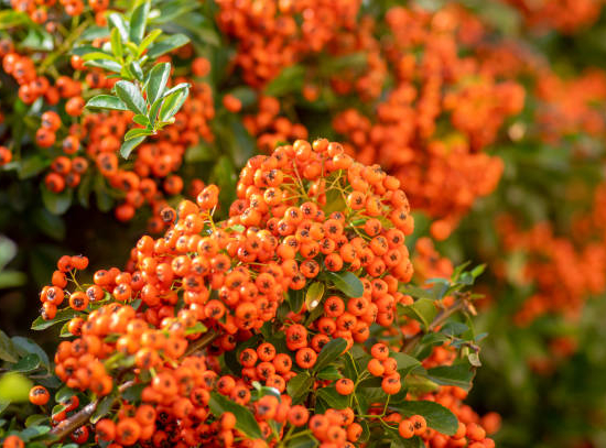 Buisson-ardent 'Orange cadange'