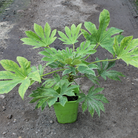 Aralia du japon 'Spider's web'