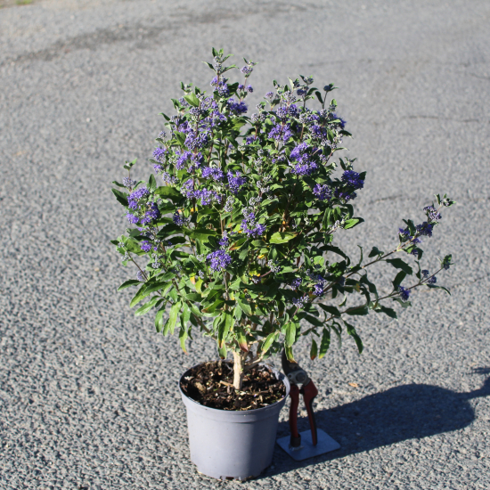Caryopteris Grand Bleu