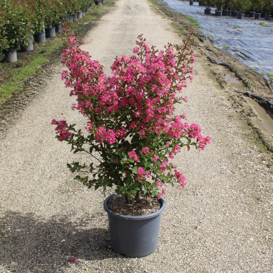 Lilas des indes 'Bergerac'