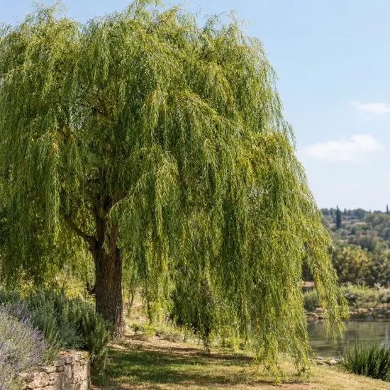 Saule pleureur 'Babylonica' (Salix) — grand arbre au port retombant près d'un étang