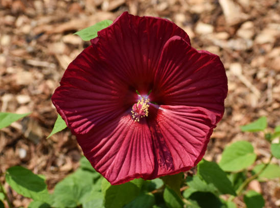 Hibiscus des marais 'Red wine'