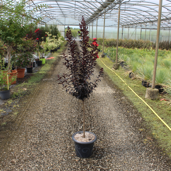 Lilas des indes 'Sunset magic'