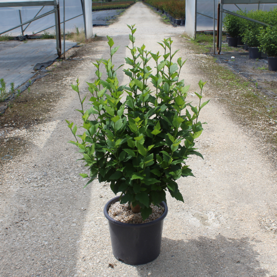 Althéa 'China chiffon'