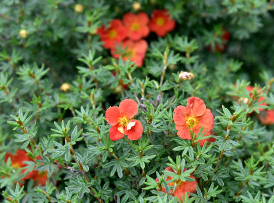 Potentille 'Red jocker'
