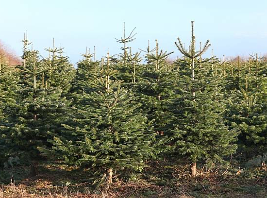 Sapin du caucase
