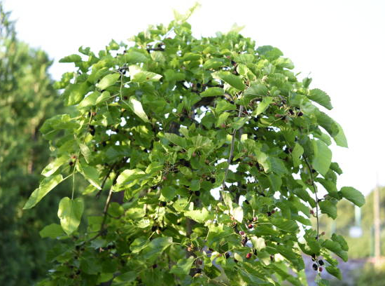 Mûrier platane 'Lujijama'