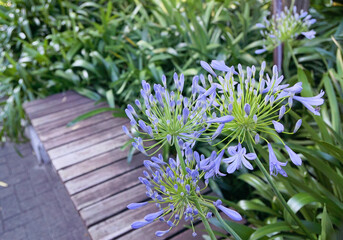 Agapanthe 'Lapis Lazuli'