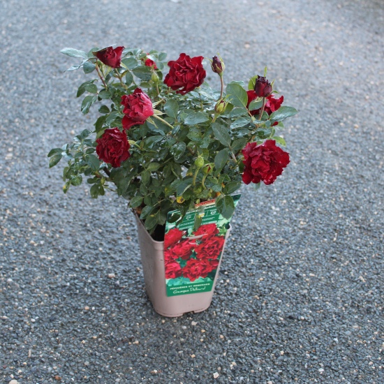 Rosier 'Hommage a barbara '