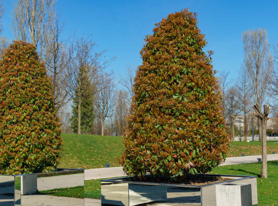 Magnolia 'Little gem pyramide'