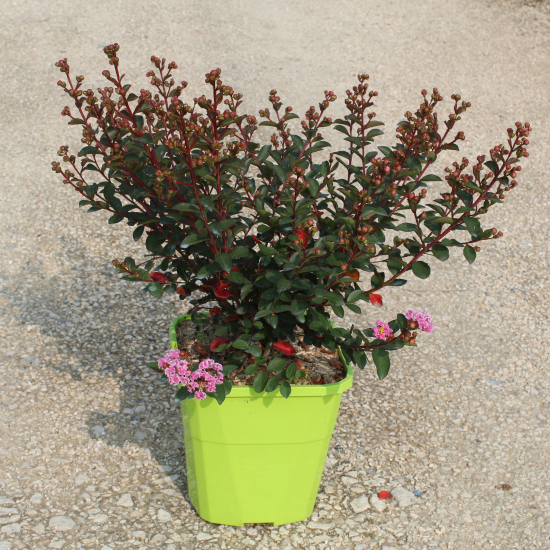 Lilas des indes 'Choco pink'