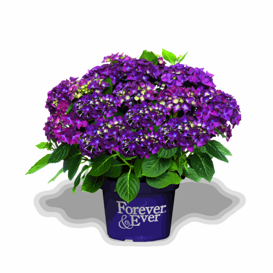 Hortensia 'Forever and ever purple'