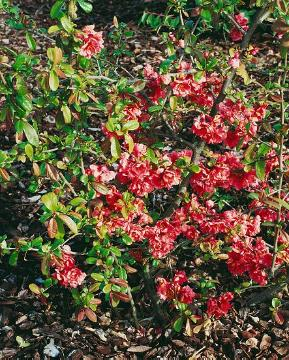 Cognassier à fleurs 'Falconnet charlet'