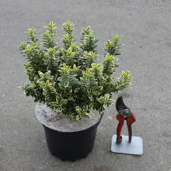 Fusain du japon 'Micro aureomarginatus'