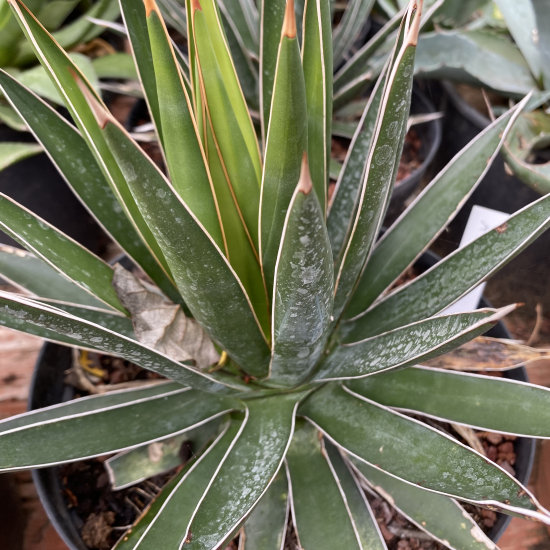Agave ocahui