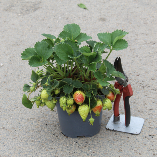 Fraisier 'Pink wonder'