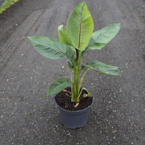 Bananier japonais 'Red tiger'